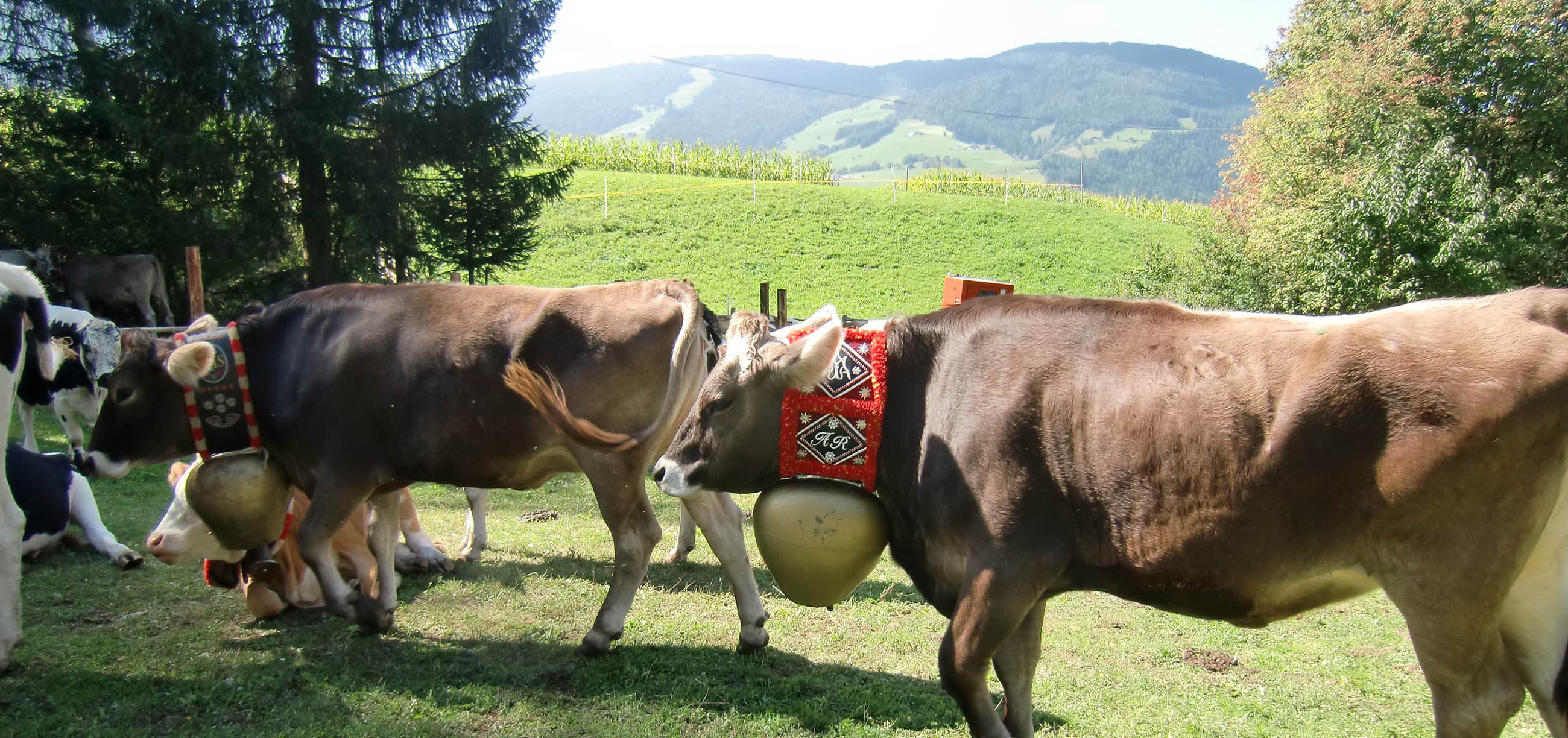 VM Vordermoar Urlaub auf dem Bauernhof in Südtirol – Urlaub in Olang Kronplatz Appartements in den Dolomiten (1) VM Vordermoar Urlaub auf dem Bauernhof in Südtirol – Urlaub in Olang Kronplatz Appartements in den Dolomiten (1)